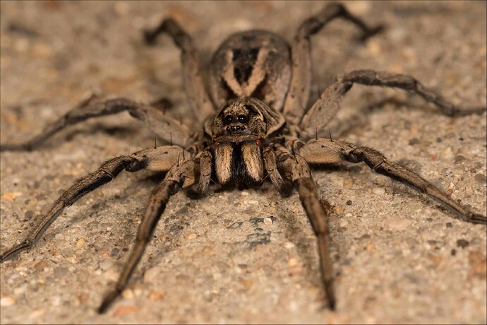 wolf_spider_2