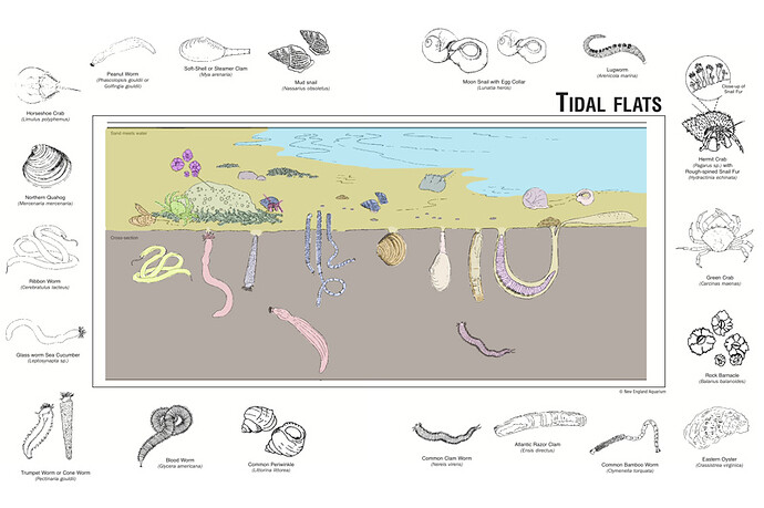 mudflats-sketchdiagram-color