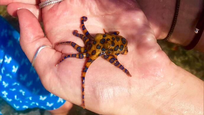 032621_octopus_web