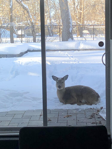 Squatter