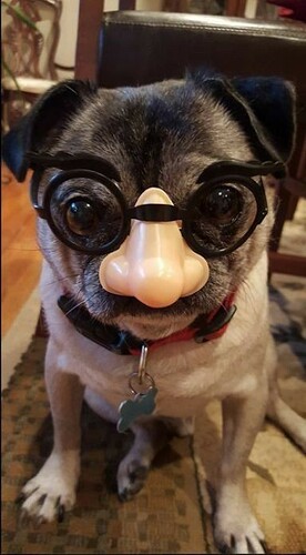 Pug Groucho Marx glasses