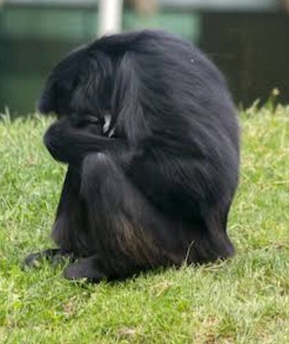 Shamed chimp