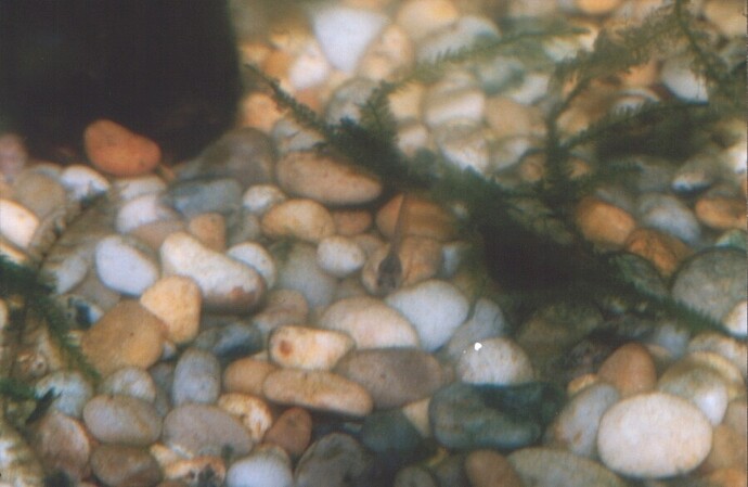 Panda Catfish Fry No 3