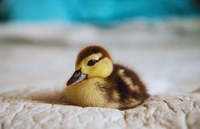 mottled_duckling_on_blanket