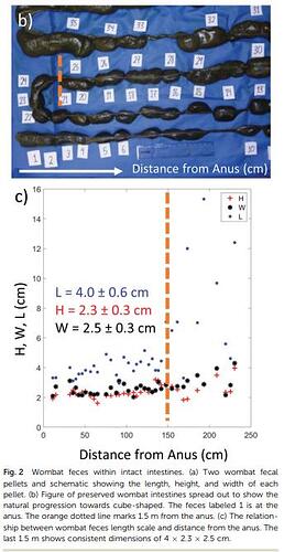 Wombat Poo Paper Screenshot No 1