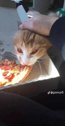 pizza cat