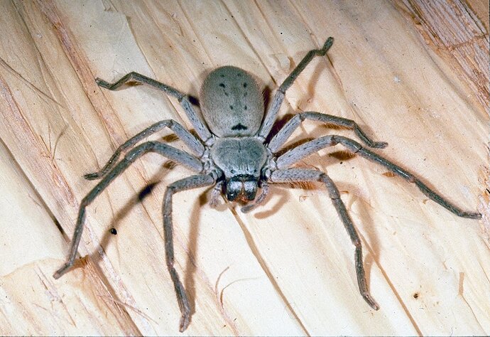 Grey Huntsman. So cute.