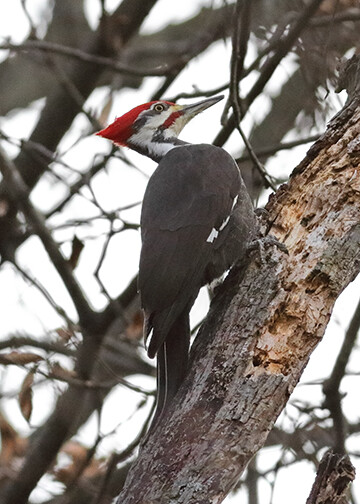 IMG_38649WM-Pileated Woodpecker male
