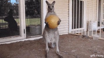 Roo dropping