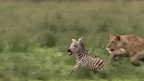 tumblr_35b68f24044a53ca6ad0f58eb6a71184_bc52f1db_500