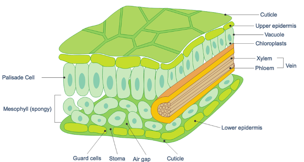 Stomatal Spacing in plant leaves. Abstract: Stomatal spacing in the leaf… |  by Hadie Artiel | Medium