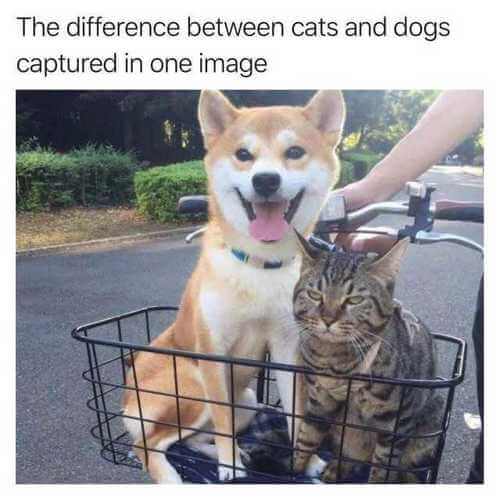 dog-and-cat-memes-9